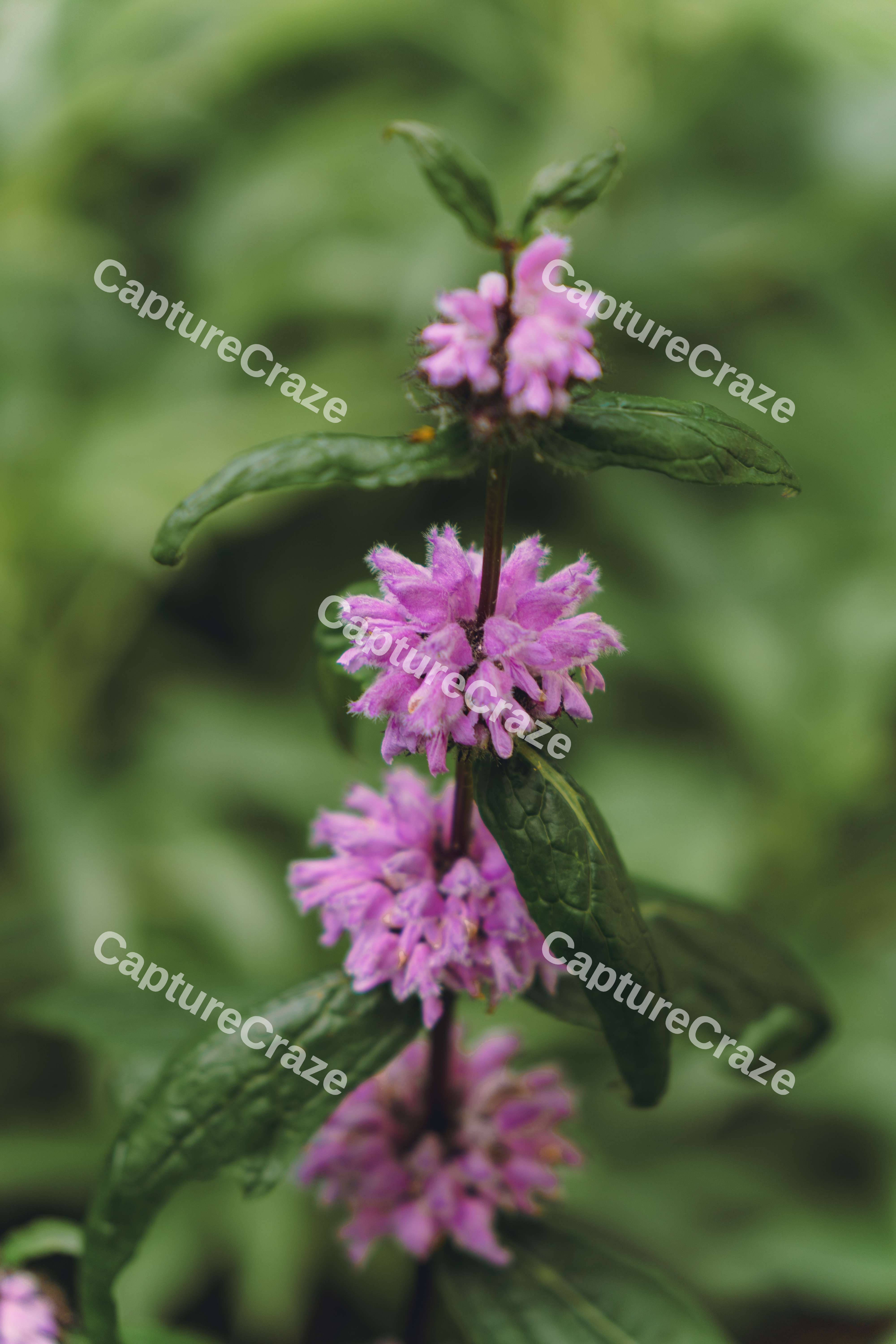 Tuberous Flower